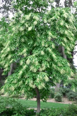 Sourwood Tree - Oxydendrum Arboreum - 3 Gallon Pot -Cheap Green Garden Store Sourwood Tree 22
