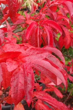 Sourwood Tree - Oxydendrum Arboreum - 3 Gallon Pot -Cheap Green Garden Store Sourwood Tree 6