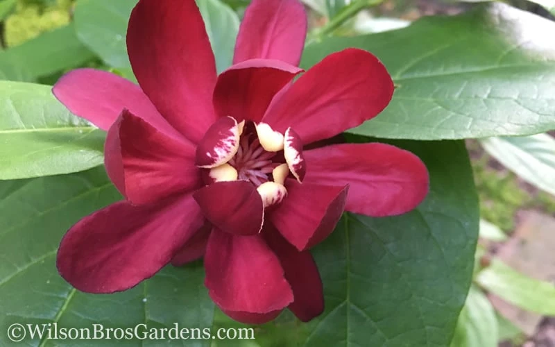 Aphrodite Sweetshrub (Carolina Allspice) - Calycanthus - 1 Gallon Pot 7 Aphrodite Sweetshrub (Carolina Allspice) - Calycanthus - 1 Gallon Pot - Image 7