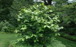 Aphrodite Sweetshrub (Carolina Allspice) - Calycanthus - 1 Gallon Pot 12 Aphrodite Sweetshrub (Carolina Allspice) - Calycanthus - 1 Gallon Pot -Cheap Green Garden Store Sweet Shrub Aphrodite Shrub