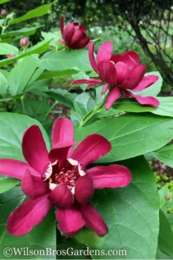 Aphrodite Sweetshrub (Carolina Allspice) - Calycanthus - 1 Gallon Pot 11 Aphrodite Sweetshrub (Carolina Allspice) - Calycanthus - 1 Gallon Pot -Cheap Green Garden Store Sweetshrub Aphrodite 1 500x750 1