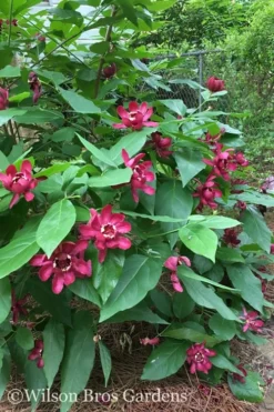 Aphrodite Sweetshrub (Carolina Allspice) - Calycanthus - 1 Gallon Pot 10 Aphrodite Sweetshrub (Carolina Allspice) - Calycanthus - 1 Gallon Pot -Cheap Green Garden Store Sweetshrub Aphrodite 20