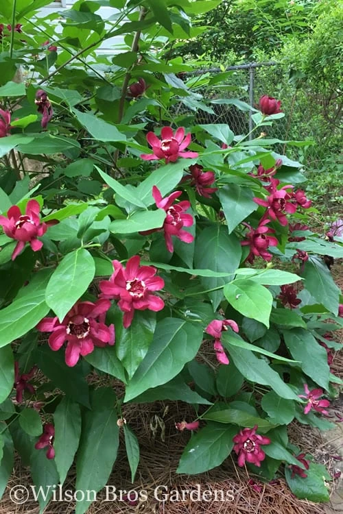 Aphrodite Sweetshrub (Carolina Allspice) - Calycanthus - 1 Gallon Pot 4 Aphrodite Sweetshrub (Carolina Allspice) - Calycanthus - 1 Gallon Pot - Image 4