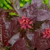 Burgundy Spice Sweetshrub (Calycanthus ) - 1 Gallon Pot