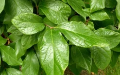 Sweetshrub (Carolina Allspice) - Calycanthus Floridus - 5 Gallon Pot -Cheap Green Garden Store Sweetshrub Leaves
