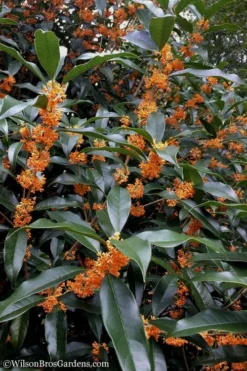 Fragrant Orange Tea Olive - Osmanthus Fragrans Aurantiacus - 1 Gallon Pot -Cheap Green Garden Store Tea Olive Orange 102