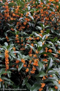 Fragrant Orange Tea Olive - Osmanthus Fragrans Aurantiacus - 3 Gallon Pot -Cheap Green Garden Store Tea Olive Orange 103 2