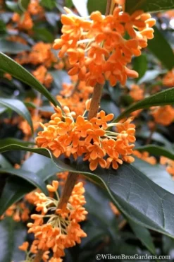 Fragrant Orange Tea Olive - Osmanthus Fragrans Aurantiacus - 3 Gallon Pot -Cheap Green Garden Store Tea Olive Orange 104 2