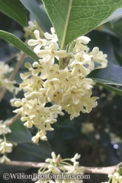 Fragrant White Tea Olive - 7 Gallon Pot (3-4')