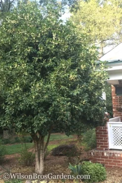 Fragrant White Tea Olive - 7 Gallon Pot (3-4') -Cheap Green Garden Store Teav Olive White Osmanthus Fragrans 500x750 3