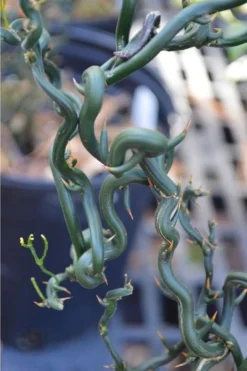 Tiny Dragon Hardy Orange (Poncirus Trifoliata) - 5 Gallon Pot - SALE! -Cheap Green Garden Store Trifoliate Orange Tiny Dragon 2