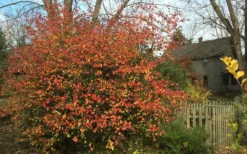 Fragrant Mohawk Viburnum Burkwoodi - 3 Gallon Pot -Cheap Green Garden Store Viburnum Mohawk 10 1