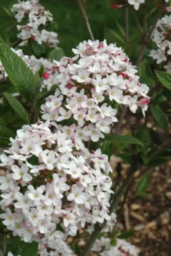 Fragrant Mohawk Viburnum Burkwoodi - 3 Gallon Pot -Cheap Green Garden Store Viburnum Mohawk 4 1