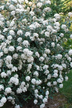 Fragrant Mohawk Viburnum Burkwoodi - 6 Pack Of 1 Gallon Pots -Cheap Green Garden Store Viburnum Mohawk 5