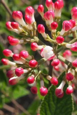 Fragrant Mohawk Viburnum Burkwoodi - 6 Pack Of 1 Gallon Pots -Cheap Green Garden Store Viburnum Mohawk 6