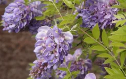 Amethyst Falls Wisteria Vine - 5 Gallon Pot -Cheap Green Garden Store Wisteria Amethyst Falls 50 1