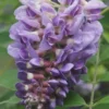 Amethyst Falls Wisteria Vine - 5 Gallon Pot