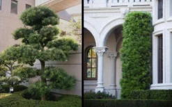 Podocarpus Macrophyllus Upright Yew - 3 Gallon Pot -Cheap Green Garden Store Yew Podocarpus 2 1