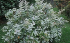 Woodlanders Blue Dusty Zenobia (Honeycup) - 1 Gallon Pot -Cheap Green Garden Store Zenobia Woodlanders Blue 20