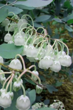 Woodlanders Blue Dusty Zenobia (Honeycup) - 3 Gallon Pot -Cheap Green Garden Store Zenobia Woodlanders Blue 7 1