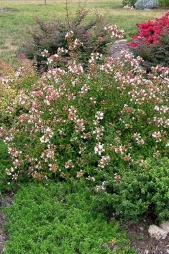 Little Richard Dwarf Abelia - 3 Gallon Pot -Cheap Green Garden Store abelia grandiflora little richard 3