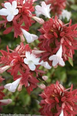 Little Richard Dwarf Abelia - 3 Gallon Pot -Cheap Green Garden Store abelia grandiflora little richard 6