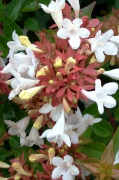 Little Richard Dwarf Abelia - 3 Gallon Pot -Cheap Green Garden Store abelia grandiflora little richard 7