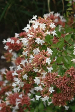 Little Richard Dwarf Abelia - 3 Gallon Pot -Cheap Green Garden Store abelia grandiflora little richard 8