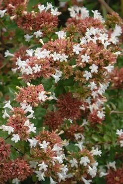 Little Richard Dwarf Abelia - 3 Gallon Pot -Cheap Green Garden Store abelia grandiflora little richard 9