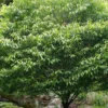 Hornbeam Maple (Acer Carpinifolium) - 3 Gallon Pot
