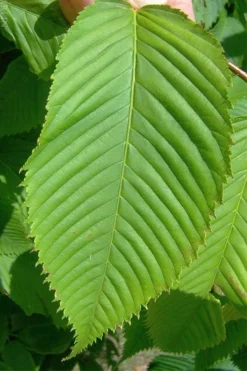 Hornbeam Maple (Acer Carpinifolium) - 3 Gallon Pot -Cheap Green Garden Store acer carpinifolium hornbeam maple tree 4