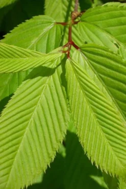 Hornbeam Maple (Acer Carpinifolium) - 3 Gallon Pot -Cheap Green Garden Store acer carpinifolium hornbeam maple tree 5