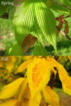 Hornbeam Maple (Acer Carpinifolium) - 3 Gallon Pot -Cheap Green Garden Store acer carpinifolium hornbeam maple tree 6