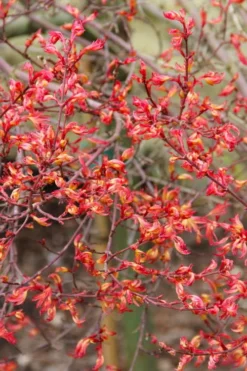 Beni Hime Dwarf Japanese Maple - 3 Gallon Pot -Cheap Green Garden Store acer palmatum beni hime japanese maple 5
