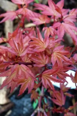 Beni Hime Dwarf Japanese Maple - 3 Gallon Pot -Cheap Green Garden Store acer palmatum beni hime japanese maple 8