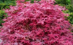 'Beni Maiko' Red Dancing Girl Japanese Maple - 2 Gallon Pot -Cheap Green Garden Store acer palmatum beni maiko japanese maple 2