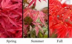 'Beni Maiko' Red Dancing Girl Japanese Maple - 1 Gallon Pot -Cheap Green Garden Store acer palmatum beni maiko japanese maple 5 1