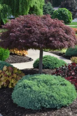 Crimson Queen Dwarf Japanese Maple (High Graft Tree Form) - 2 Gallon Pot -Cheap Green Garden Store acer palmatum dissectum crimson queen high graft tree form formal