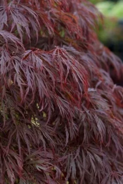 Crimson Queen Dwarf Japanese Maple (High Graft Tree Form) - 2 Gallon Pot -Cheap Green Garden Store acer palmatum dissectum crimson queen leaves