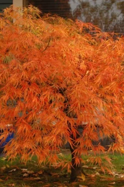 Cheap Green Garden Store 22 Otto's Dissectum Japanese Maple (Acer Palmatum) - 5 Gallon Pot