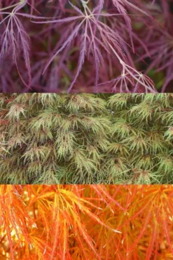 Edgewood's Golden Japanese Maple - 3 Gallon Pot -Cheap Green Garden Store acer palmatum edgewoods golden 4