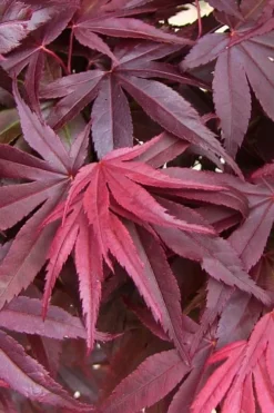Emperor 1 Japanese Maple - 3 Gallon Pot -Cheap Green Garden Store acer palmatum emperor 1 japanese maple 20 1