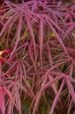 Ribbon Leaf Japanese Maple (Acer Palmatum 'Atrolineare') - 3 Gallon Pot -Cheap Green Garden Store acer palmatum filifera purpurea 5