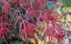 Ribbon Leaf Japanese Maple (Acer Palmatum 'Atrolineare') - 3 Gallon Pot -Cheap Green Garden Store acer palmatum filifera purpurea 6