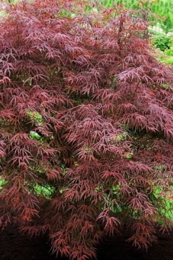Ribbon Leaf Japanese Maple (Acer Palmatum 'Atrolineare') - 3 Gallon Pot -Cheap Green Garden Store acer palmatum filifera purpurea 7