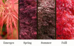 Garnet Laceleaf Japanese Maple - 3 Gallon Pot -Cheap Green Garden Store acer palmatum garnet japanese maple 3
