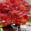 Glowing Embers Japanese Maple - 7 Gallon Pot (5-6')
