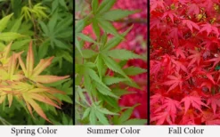 Glowing Embers Japanese Maple - 7 Gallon Pot (5-6') -Cheap Green Garden Store acer palmatum glowing embers japanese maple 21