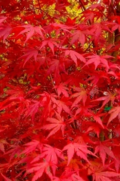 Glowing Embers Japanese Maple - 7 Gallon Pot (5-6') -Cheap Green Garden Store acer palmatum glowing embers japanese maple 22