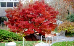 Glowing Embers Japanese Maple - 7 Gallon Pot (5-6') -Cheap Green Garden Store acer palmatum glowing embers japanese maple 24